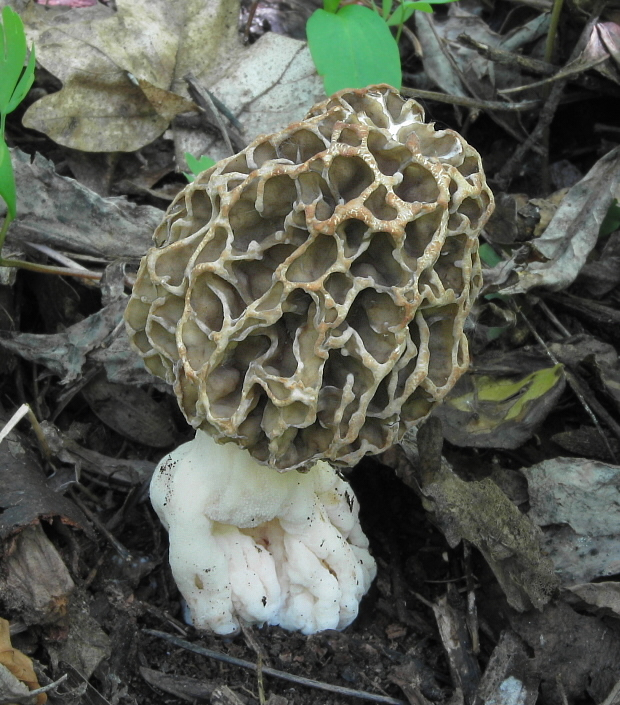 smrčok hrubohlúbikový Morchella crassipes (Vent.) Pers.