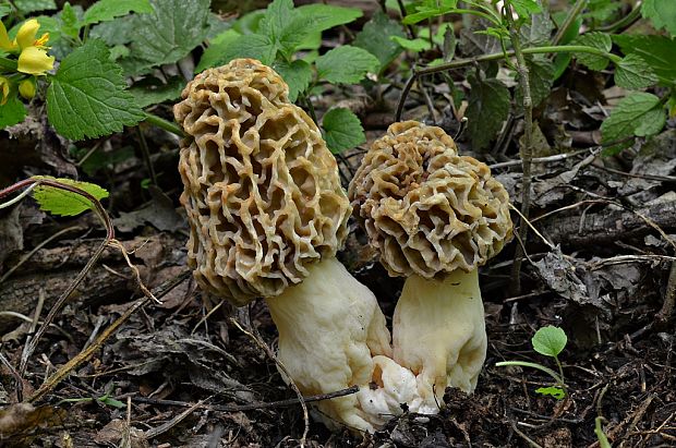 smrčok hrubohlúbikový Morchella crassipes (Vent.) Pers.