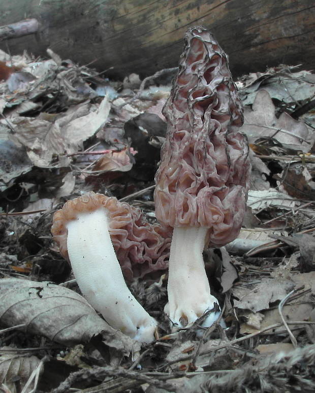 smrčok vysoký purpurový Morchella elata var. purpurascens (Krombh.) Boud.