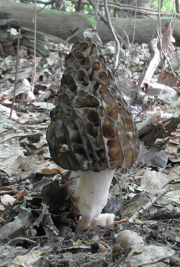 smrčok vysoký Morchella elata Fr.