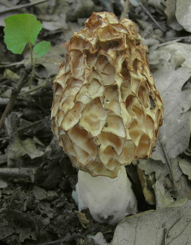 smrčok jedlý Morchella esculenta (L.) Pers.