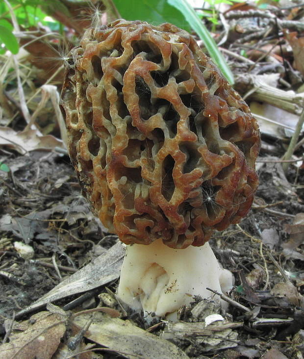 smrčok jedlý Morchella esculenta (L.) Pers.