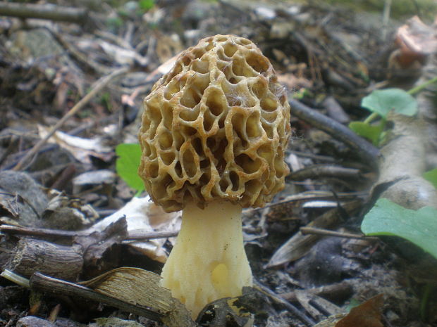 smrčok jedlý Morchella esculenta (L.) Pers.