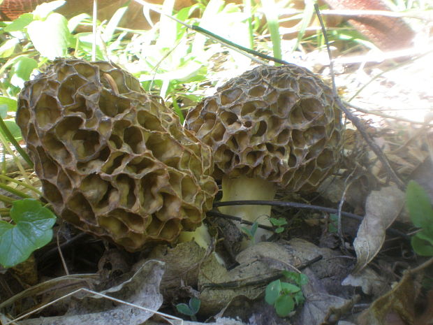 smrčok jedlý Morchella esculenta (L.) Pers.