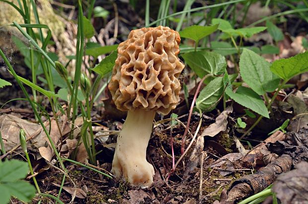 smrčok jedlý Morchella esculenta (L.) Pers.