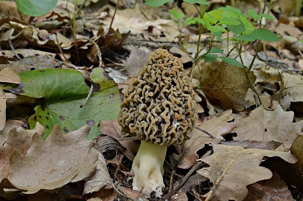 smrčok jedlý Morchella esculenta (L.) Pers.