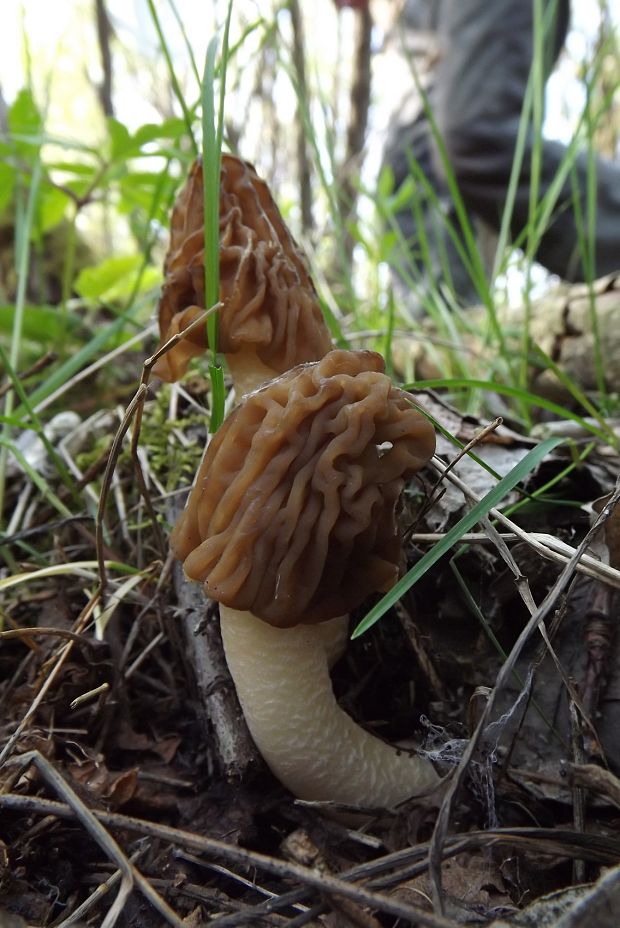 smrčok Morchella sp.