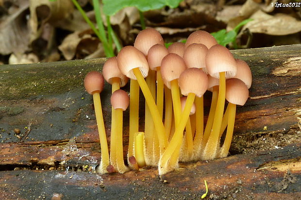 prilbička žltohlúbiková Mycena renati Quél.