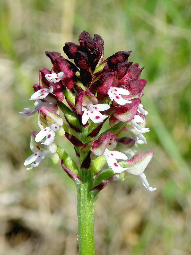 neotinea počerná pravá Neotinea ustulata subsp. ustulata (L.) R. M. Bateman, A. M. Pridgeon et M. W. Chase