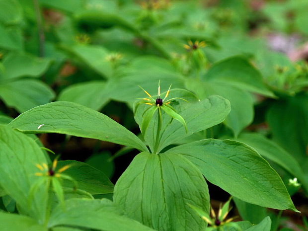 vranovec štvorlistý Paris quadrifolia L.