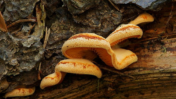 hlivník hniezdovitý Phyllotopsis nidulans (Pers.) Singer