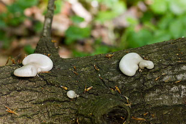 hliva závojová Pleurotus calyptratus (Lindblad ex Fr.) Sacc.