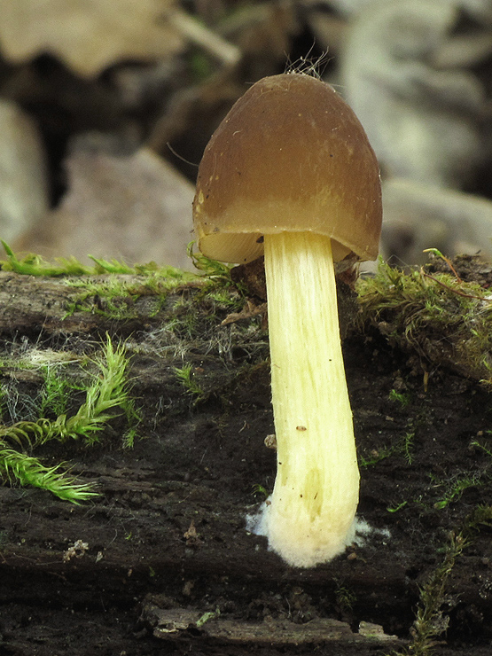 štítovka žltohlúbiková Pluteus romellii (Britzelm.) Sacc.