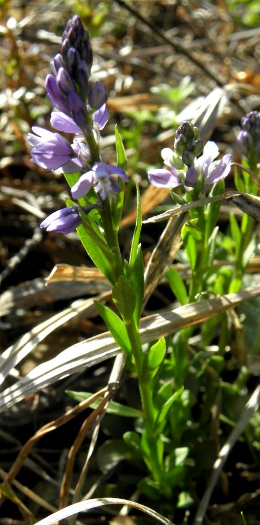 horčinka horká  Polygala amara L.