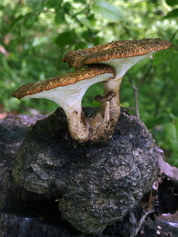 trúdnik hľuzovitý Polyporus tuberaster (Jacq. ex Pers.) Fr.