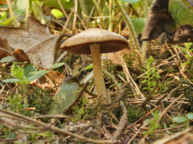 drobuľka hnedosivá Psathyrella spadiceogrisea  (Schaeff.) Maire