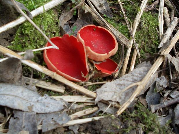 ohnivec šarlátový Sarcoscypha coccinea (Gray) Boud.