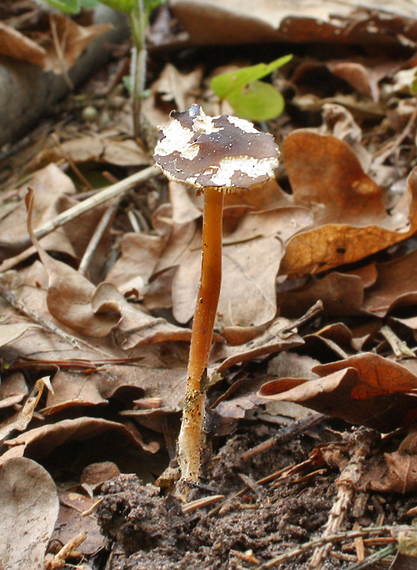 peniazočka horkastá Strobilurus tenacellus  (Pers.) Singer