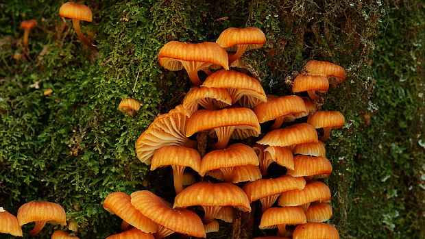 tanečnička zvončekovitá Xeromphalina campanella (Batsch) Maire