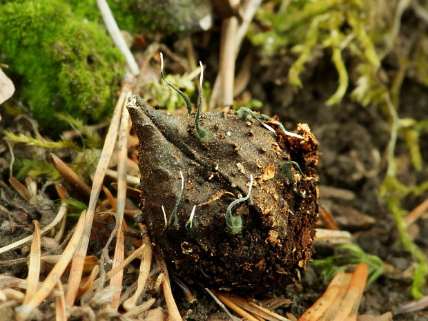 drevnatec bukový Xylaria carpophila (Pers.) Fr.