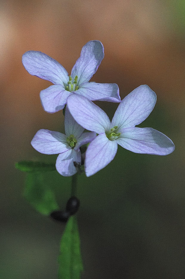 zubačka cibuľkonosná   Dentaria bulbifera L.