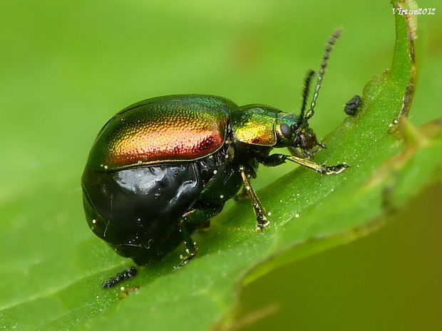 mandelinka reďkvičková Gastrophysa viridula