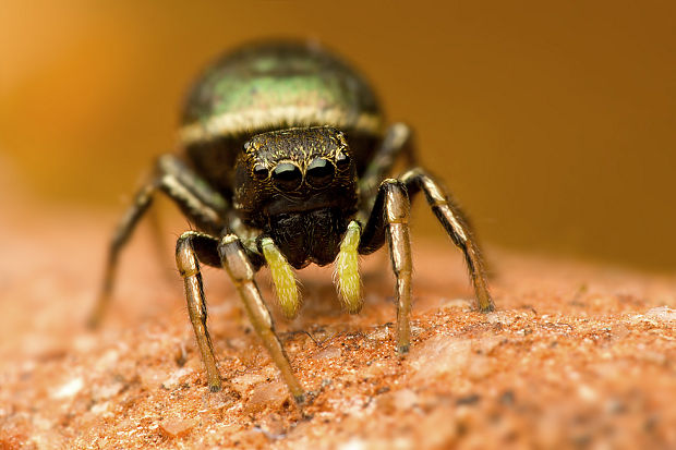 skákavka zlatavá Heliophanus auratus