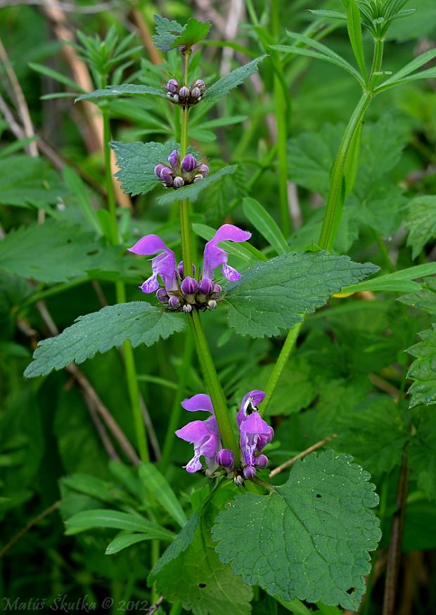 hluchavka škvrnitá Lamium maculatum L.