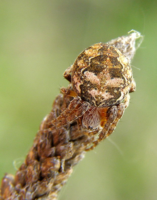 križiak rákosovy Larinioides cornutus (Clerck, 1757)