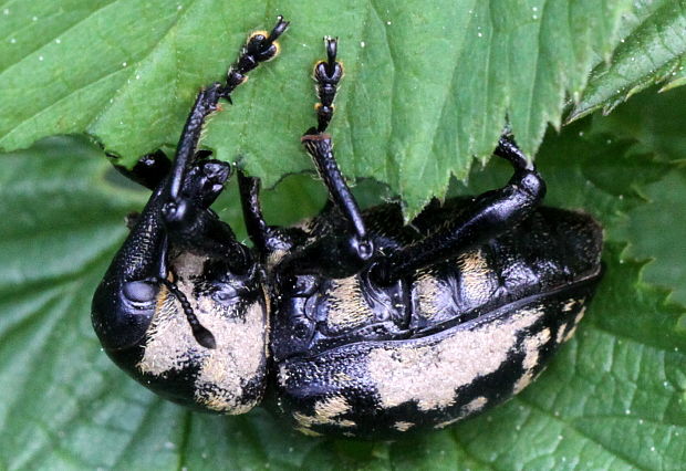 tvrdoň deväťsilový / klikoroh devětsilový Liparus glabrirostris Küster, 1849