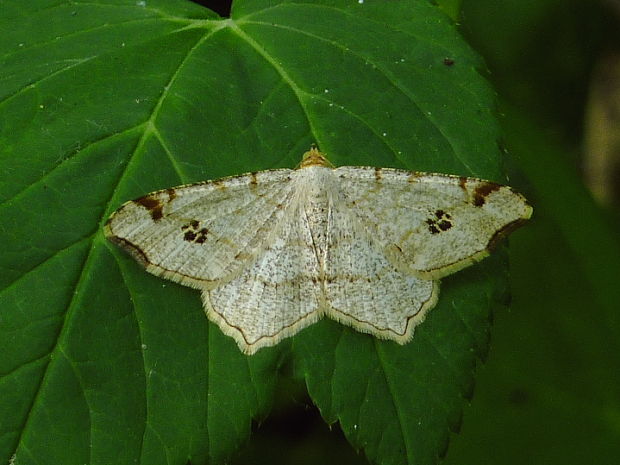 listnatka kosákovitá Macaria alternata