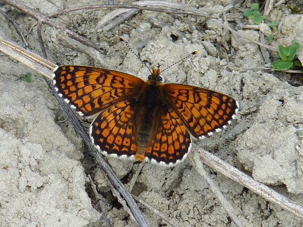 hnedáčik mriežkovaný Melitaea cinxia