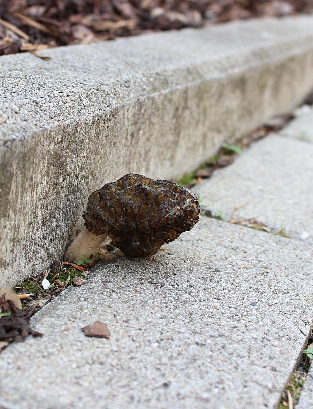 smrčok kužeľovitý Morchella conica Pers.