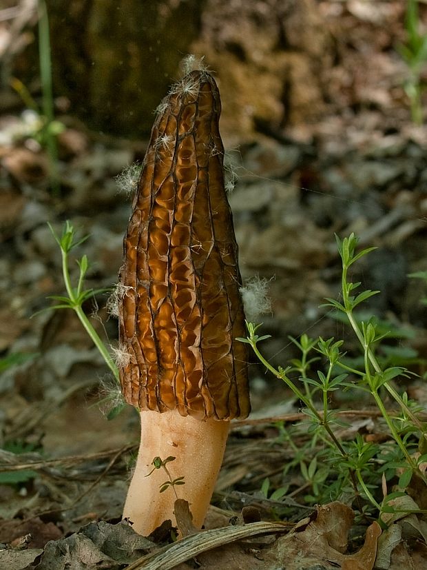 smrčok kužeľovitý Morchella conica Pers.