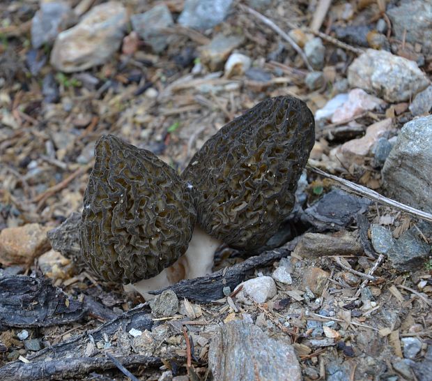 smrčok Morchella sp.