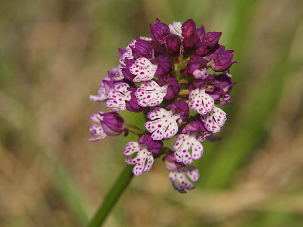 neotinea Neotinea x dietrichiana (Bobenh.) H. Kretzschmar Eccarius & H. Dietr.