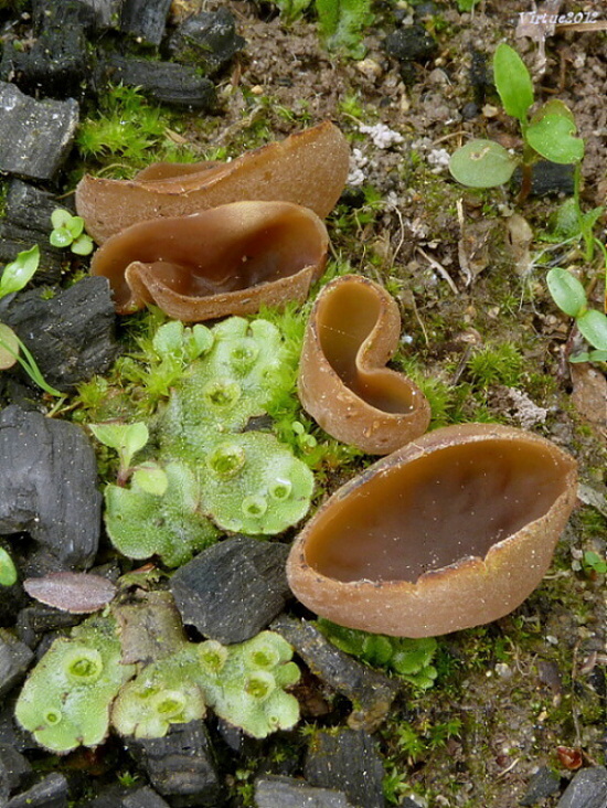 čiaška Peziza sp.