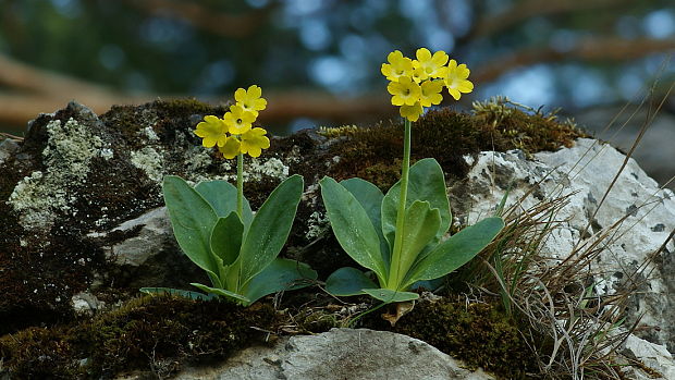 prvosienka holá Primula auricula L.