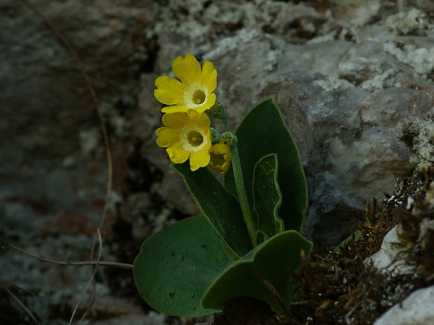 prvosienka holá Primula auricula L.