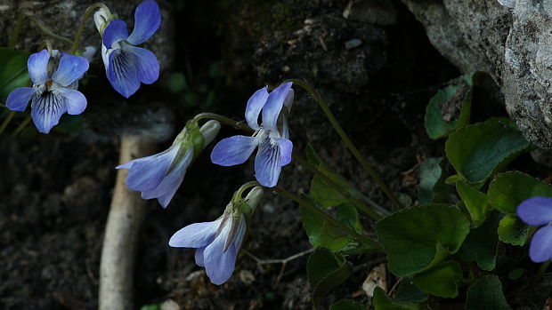 fialka kopcová Viola collina Besser
