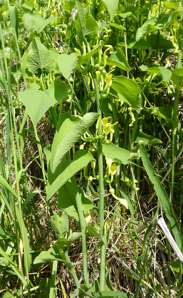 vlkovec obyčajný Aristolochia clematitis L.