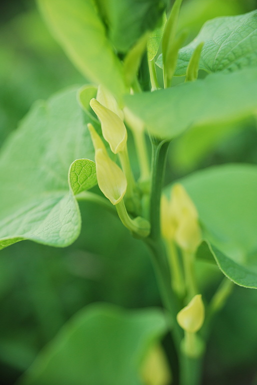 vlkovec obyčajný Aristolochia clematitis L.