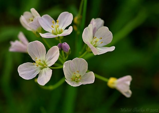 žerušnica lúčna Cardamine pratensis L.