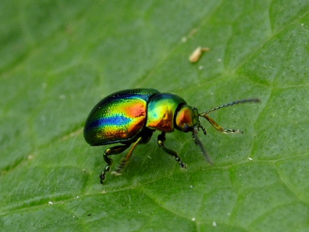 liskavka dúhová Chrysolina fastuosa