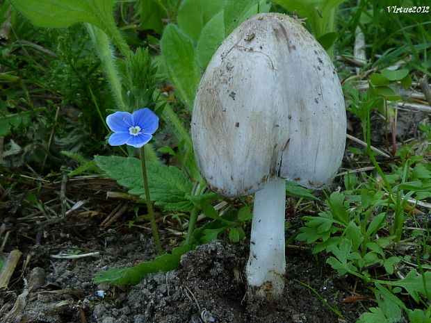 hnojník atramentový Coprinopsis atramentaria (Bull.) Redhead, Vilgalys & Moncalvo