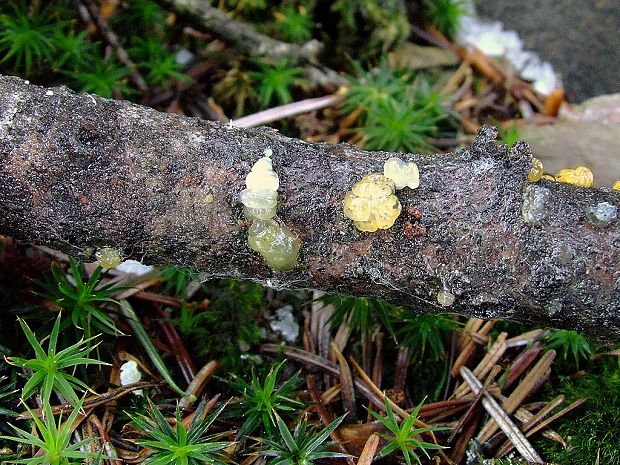 slzovec Dacrymyces sp.