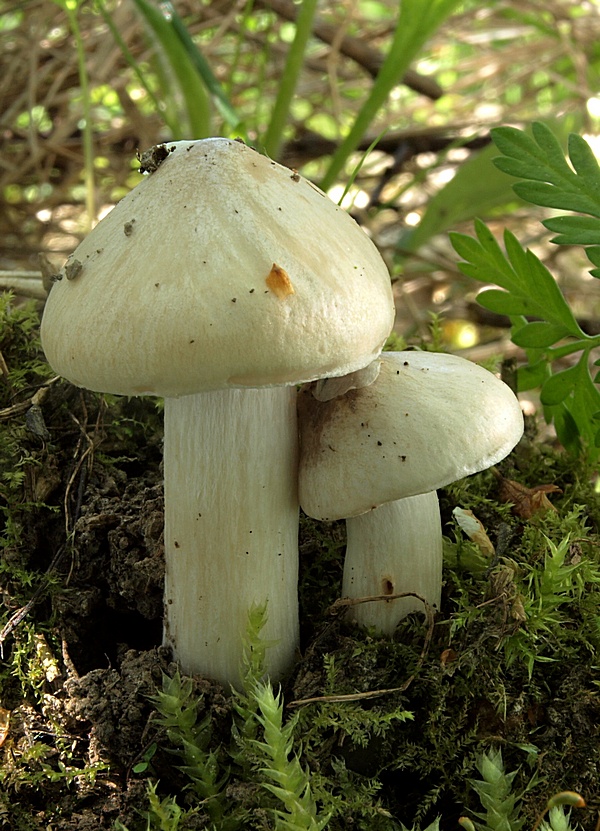 hodvábnica jarná Entoloma clypeatum (L.) P. Kumm.