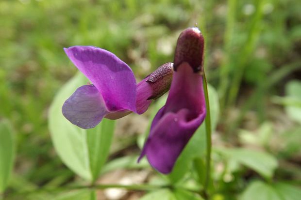 hrachor jarný Lathyrus vernus (L.) Bernh.