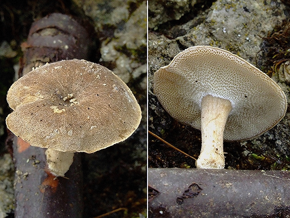 trúdnik plástovitý Lentinus arcularius (Batsch) Zmitr.