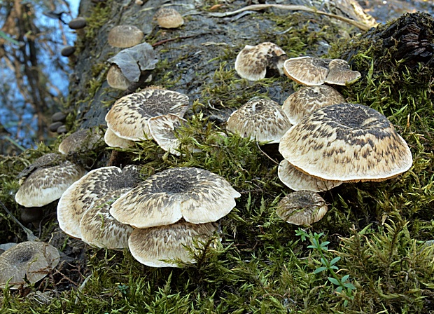 húževnatec tigrovaný Lentinus tigrinus (Bull.) Fr.